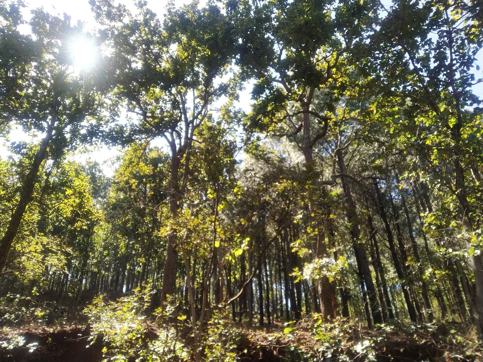 Amarkantak gallery 7