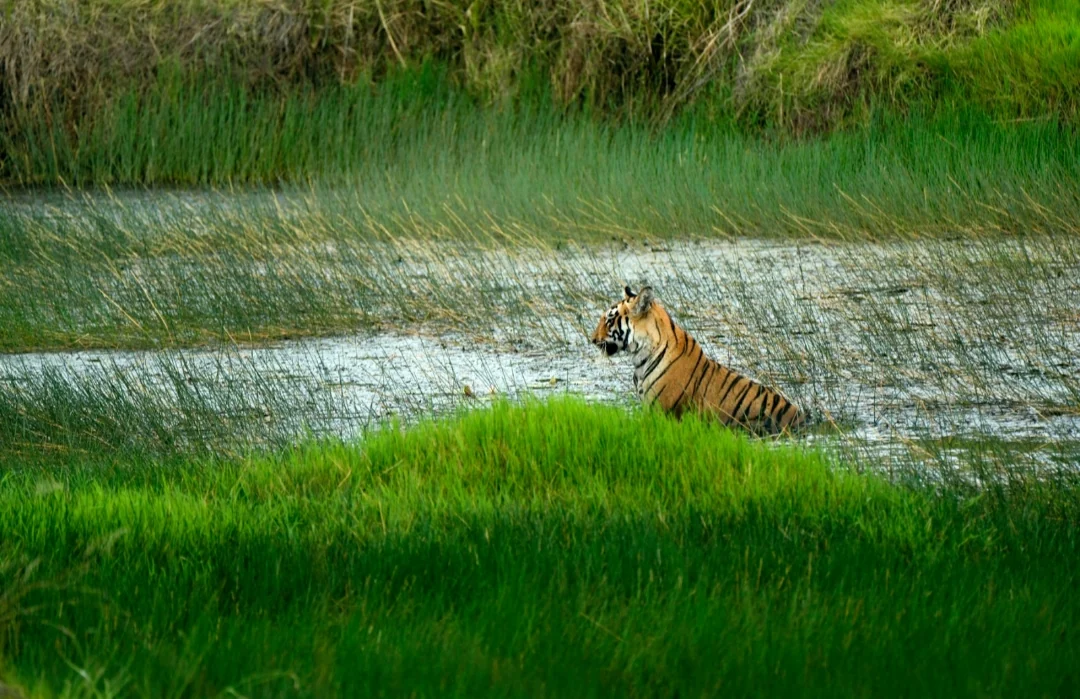 Ballarpur gallery 2