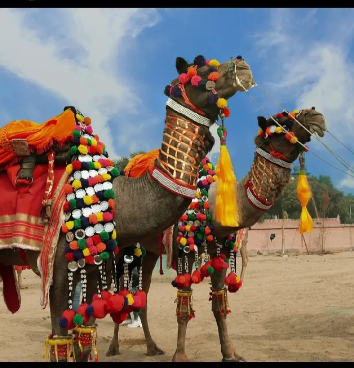 Bikaner gallery 5