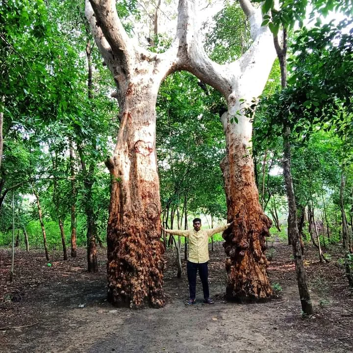 Chaibasa gallery 5