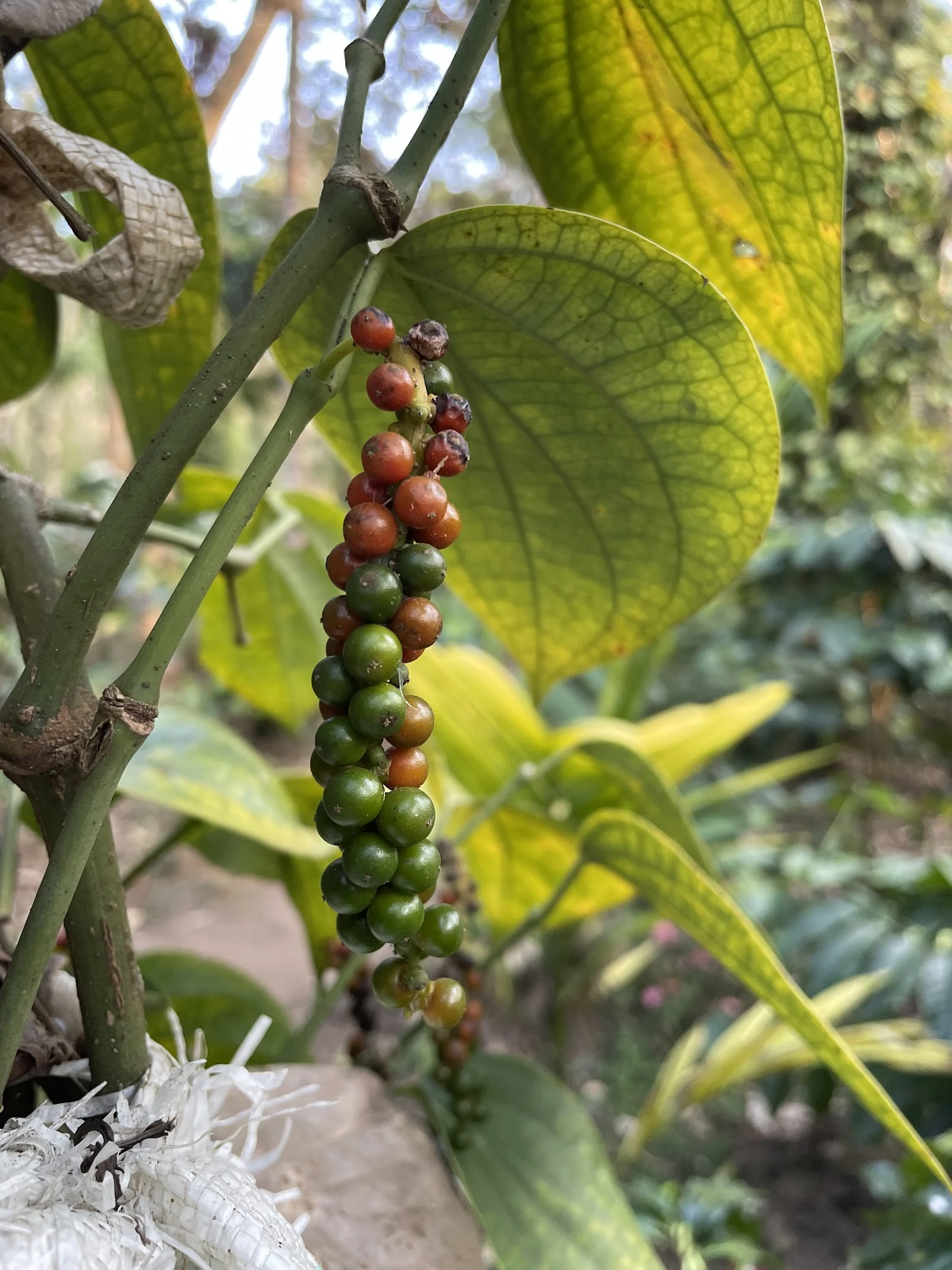 Coorg gallery 5