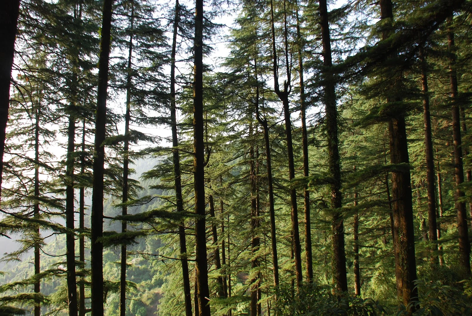 Dhanaulti gallery 2