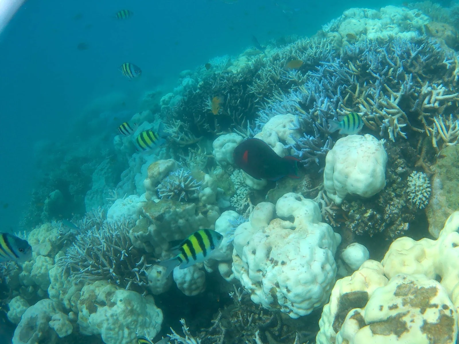 Havelock Island gallery 2