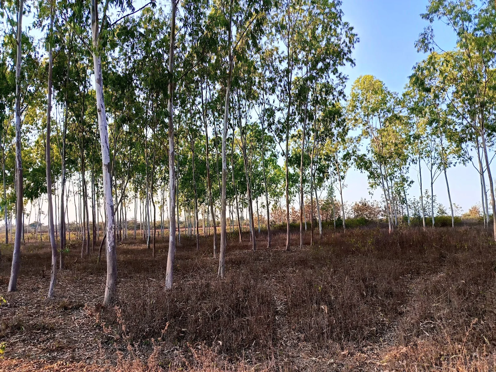 Katni gallery 3