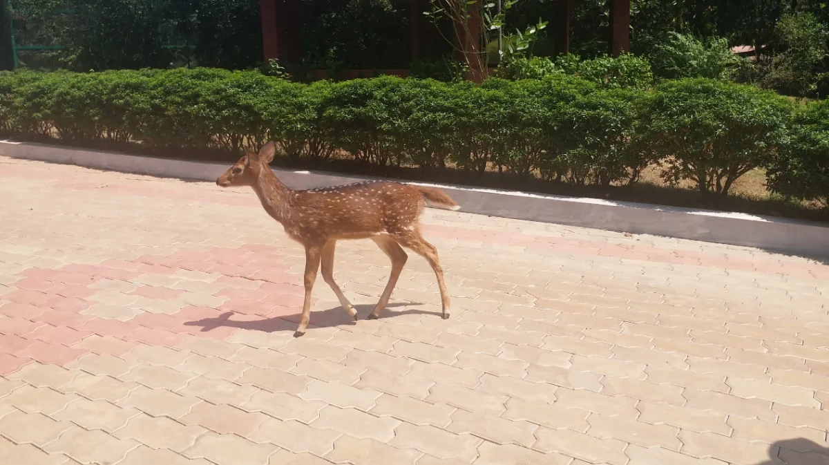 Mangalore gallery 4