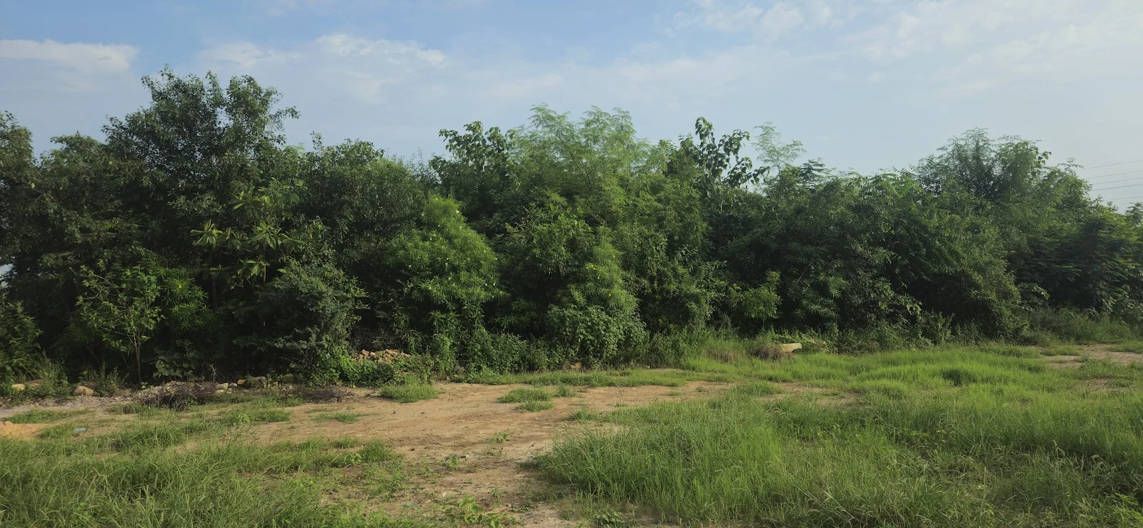 Morbi gallery 3