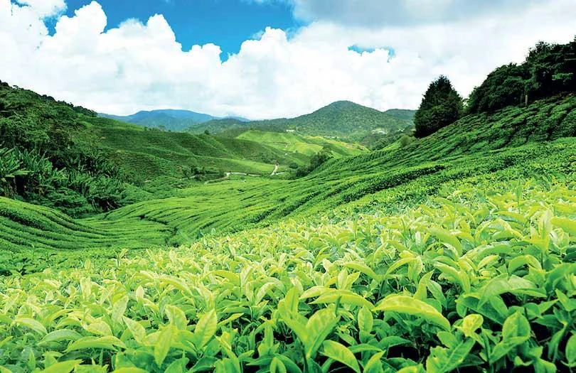 Munnar gallery 3
