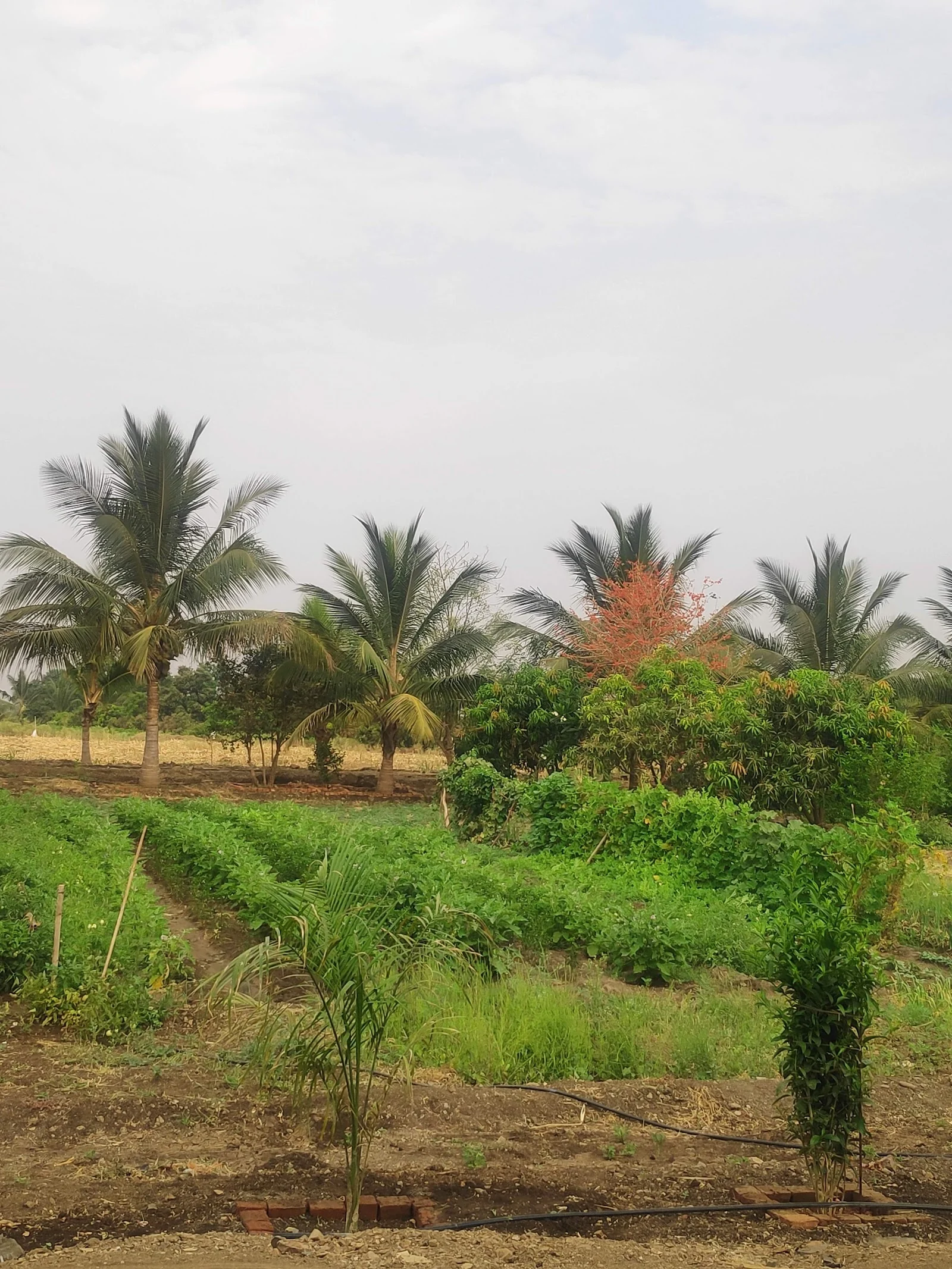 Osmanabad gallery 7