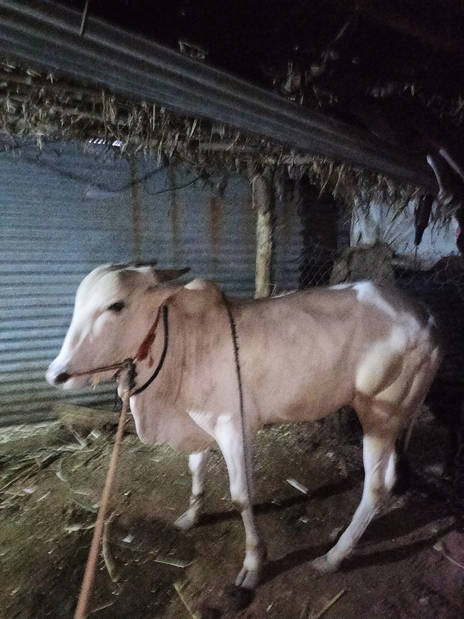 Pachora gallery 6