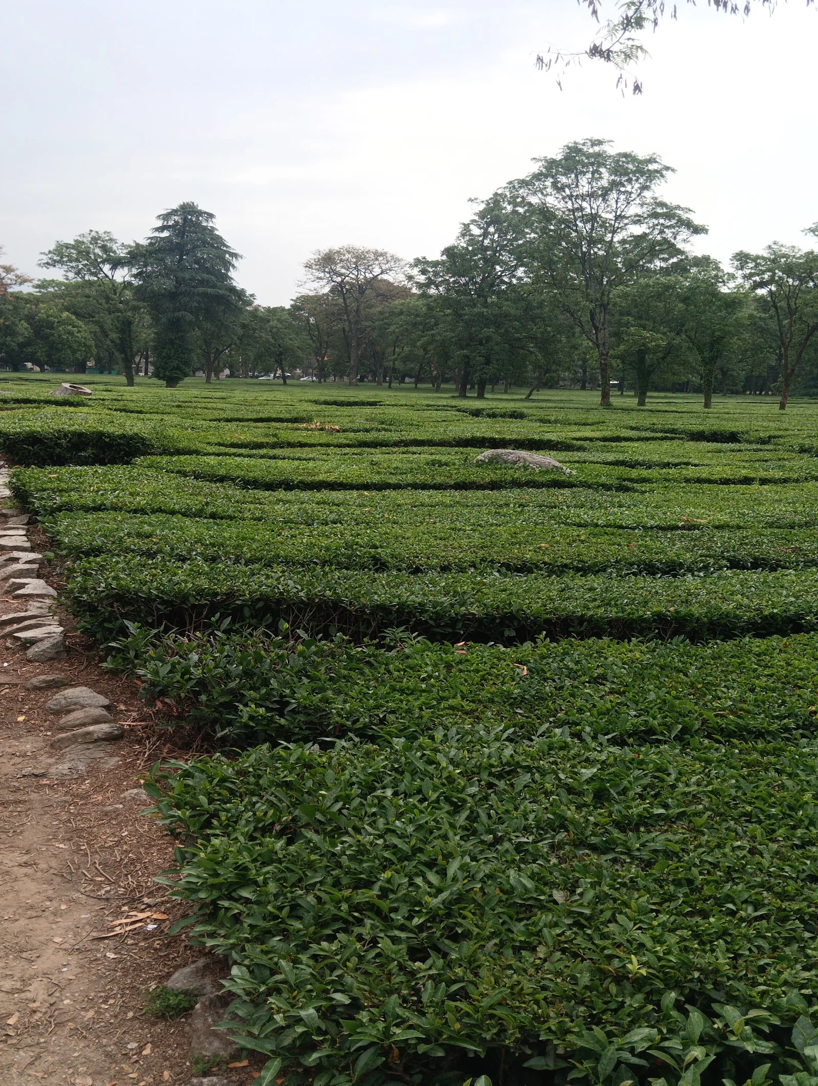 Palampur gallery 2