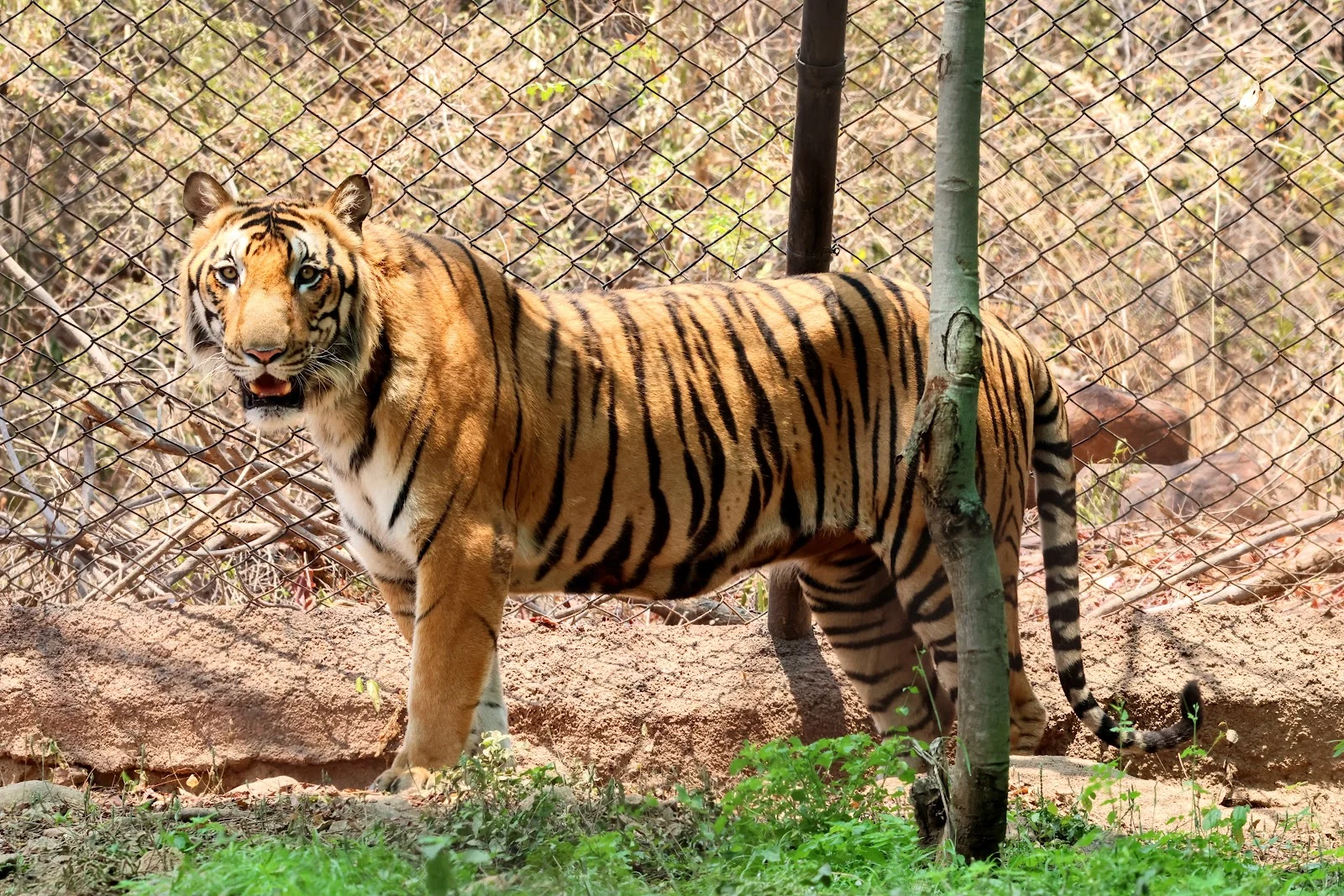 Tirupati gallery 7