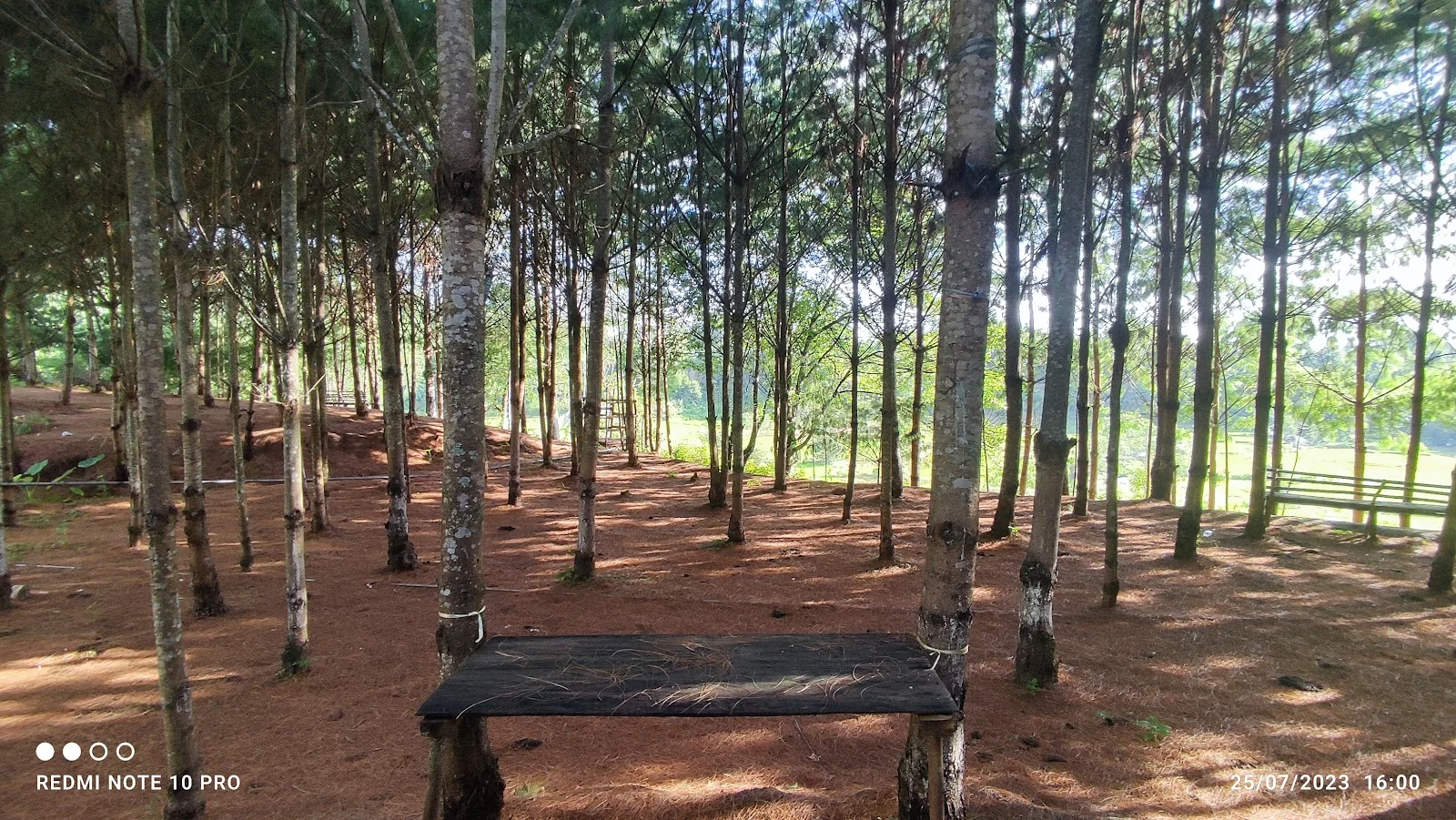 Ziro gallery 7